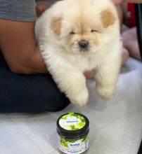 Cute Chow Chow Puppies Available