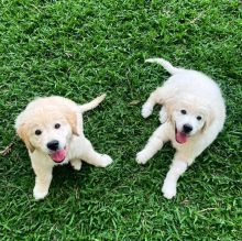 Golden retriever puppies for adoption