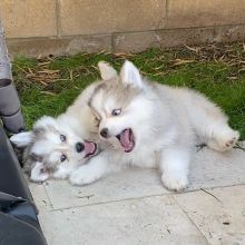 Pomsky Puppies For Re-homing