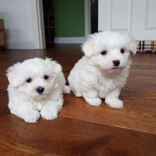 Pure White Maltese Puppies for New Homes