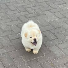 Sweet and affectionate Chow Chow puppies.