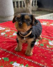 male and female Yorkie Puppies for adoption
