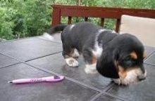 lovely Male and Female basset hound Puppies for adoption
