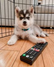 Pomsky male and female puppies for adoption
