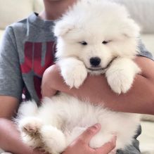 Samoyed puppies, male and female for adoption