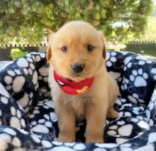 Gorgeous Teacup male and female Golden Retriever Puppies for adoption