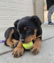 Rottweiler puppies, male and female for adoption