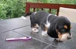 Excellence lovely Male and Female basset hound Puppies for adoption Image eClassifieds4u