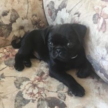 Awesome Pug Puppies Available .... Image eClassifieds4U