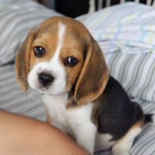 Beagle puppies ready for their new homes