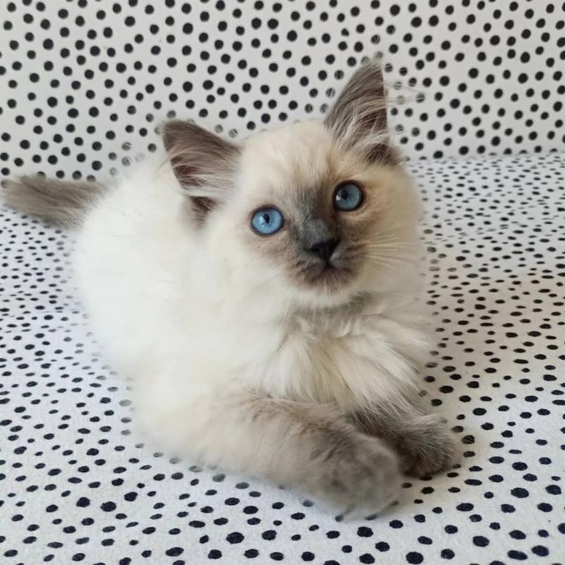 Excellent Ragdoll Kittens Available For Any Good Homes'' Image eClassifieds4u