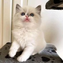 Home Raised Ragdoll Kittens