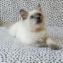 Gorgeous purebred Ragdoll kittens ready