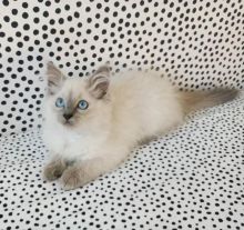 Home Raised Ragdoll Kittens