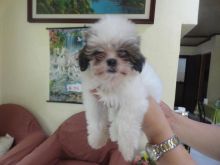 Pure Breed SHIH TZU Puppies For Adption ASAP.. Email at (loicjesse25@gmail.com)