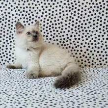 Ragdoll kitten for adoption