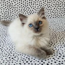 They are 12 weeks and they are very healthy Ragdoll Kittens,