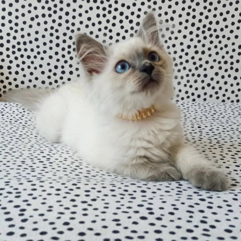Lovable Ragdoll Kittens For Adoption Image eClassifieds4u