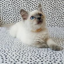 Kind Hearted Ragdoll kittens Image eClassifieds4U