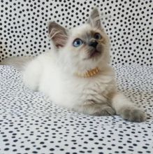 Lovable Ragdoll Kittens For Adoption Image eClassifieds4U