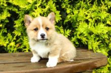 Adorable Welsh corgi puppies for adoption into new homes