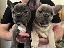 French bulldog puppies for adoption