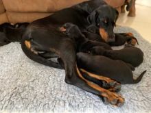 Adorable Doberman Pinscher puppies ready now