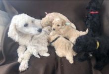 Adorable Miniature poodle puppies for adoption into new homes