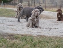 Adorable Neapolitan Mastiff puppies for adoption into new homes