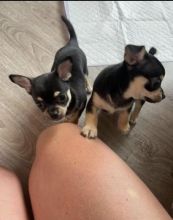 Amazing Male and Female Chihuahua Puppies Registered puppies