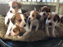 Beautiful Jack Russell Puppies for adoption