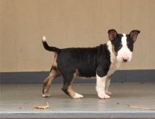 Bull Terrier Puppies ready for sale williamharvey448@gmail.com