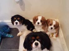 Cavalier King Charles Spaniel Puppies For Loving and Caring Homes