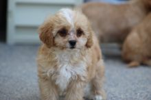 Cavapoo puppies for sale, williamharvey448@gmail.com