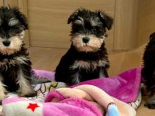 Charming Miniature Schnauzer Puppies Now Ready For Adoption