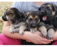 CKC German Shepherd Puppies for Adoption