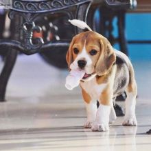 Cute Male and Female Beagle Puppies Available.( williamharvey448@gmail.com )