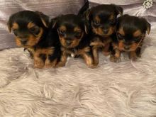 Cute yorkie Puppies Available Now For free Adoption