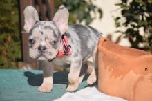French Bulldog Puppies ready for sale email williamharvey448@gmail.com