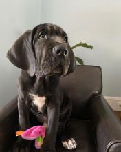 Great Dane Puppies FOR SALE williamharvey448@gmail.com