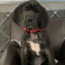 Home Raised Great Dane puppies for sale. williamharvey448@gmail.com