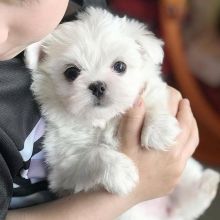 Lovely Maltese Puppies ready to go email williamharvey448@gmail.com