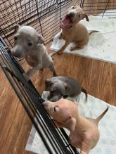 Male And Female Italian Greyhound Available For Adoption