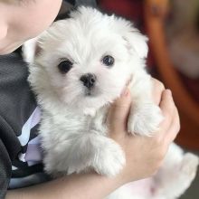 Male and Female Maltese puppies. williamharvey448@gmail.com