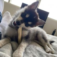 Meet our lovely Siberian Husky Puppies for sale ( williamharvey448@gmail.com )
