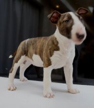 Miniature Bull Terrier Puppies Available williamharvey448@gmail.com