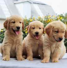 Registered Golden Retriever Puppies Available