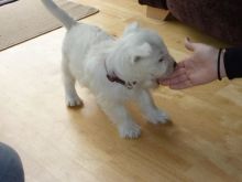 WEST HIGHLAND TERRIER PUPPIES