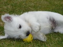 West highland Terrier puppies for sale williamharvey448@gmail.com