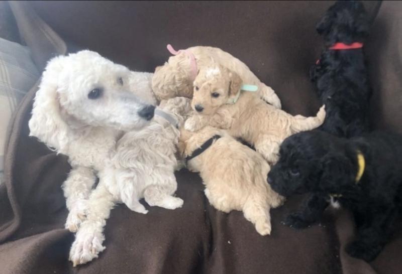 Adorable Miniature poodle puppies for adoption into new homes Image eClassifieds4u
